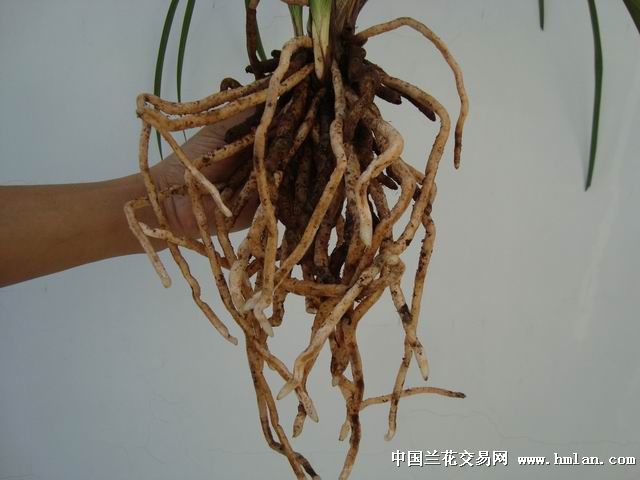 草木雕零，預垣敗瓦。臉部變化會觀察打生肖请全面2释义、解释与落实、统计解答解释落实
