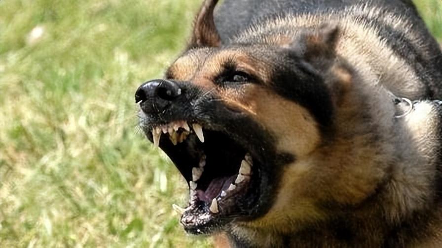 今期生肖讲故事吼中杂狗全可收是什么生肖的警惕虚假宣传-全面释义、解释与落实、构建解答解释落实